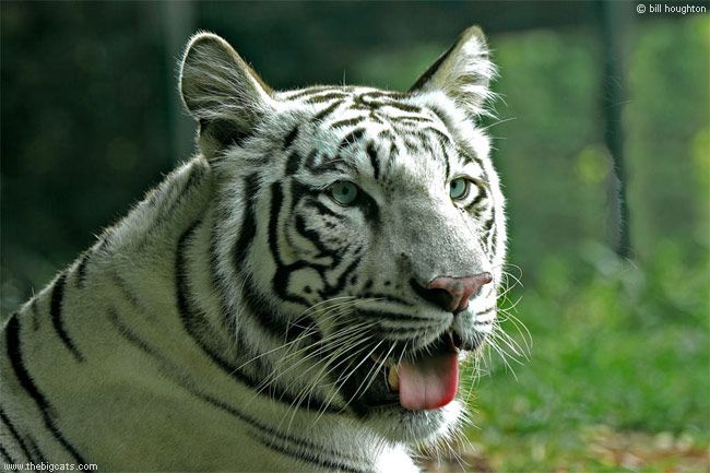 Красивые фотки тигров (19 Фото)