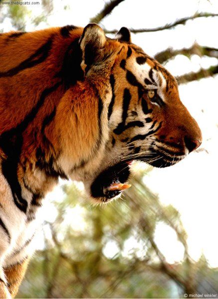 Красивые фотки тигров (19 Фото)