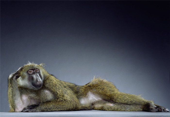 Прикольные обезьяны (37 Фото)