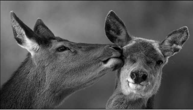 Любовь животных (24 Фото)