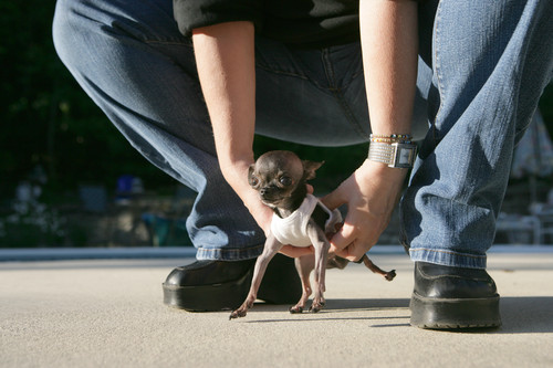 Самая маленькая собака в мире (4 Фото)