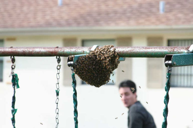 Уничтожение пчел (23 Фото)