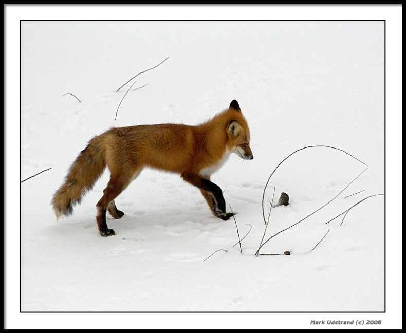 Лисица на охоте (10 Фото)