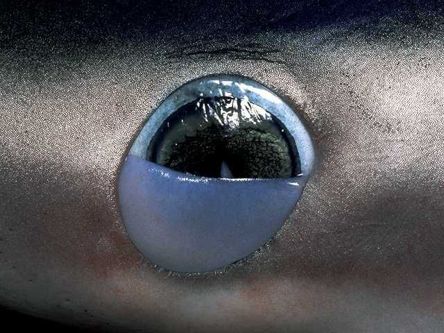 Акулы (54 Фото)