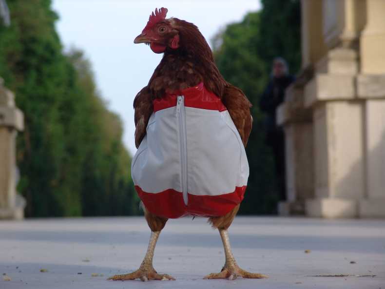 Одежда для куриц (8 Фото)