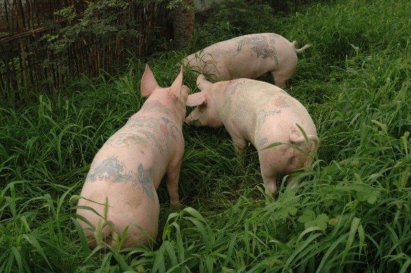 Татуированные свиньи (6 Фото)