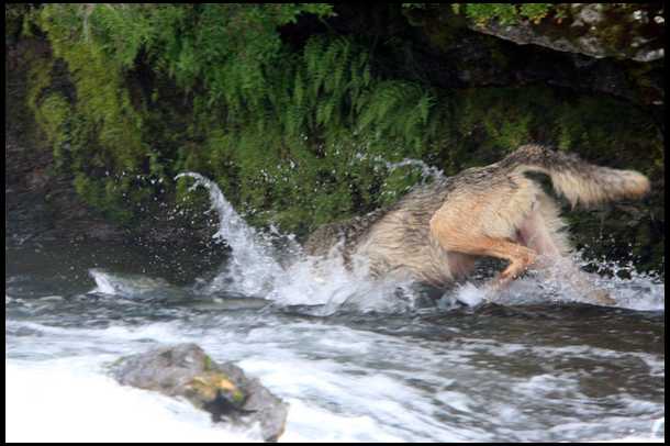 Волк охотится на рыбу (6 Фото)