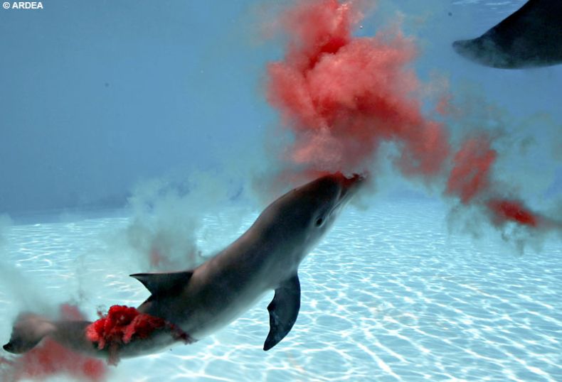Рождение дельфина (4 Фото)