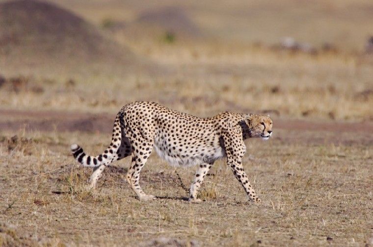 Леопард на охоте (11 Фото)