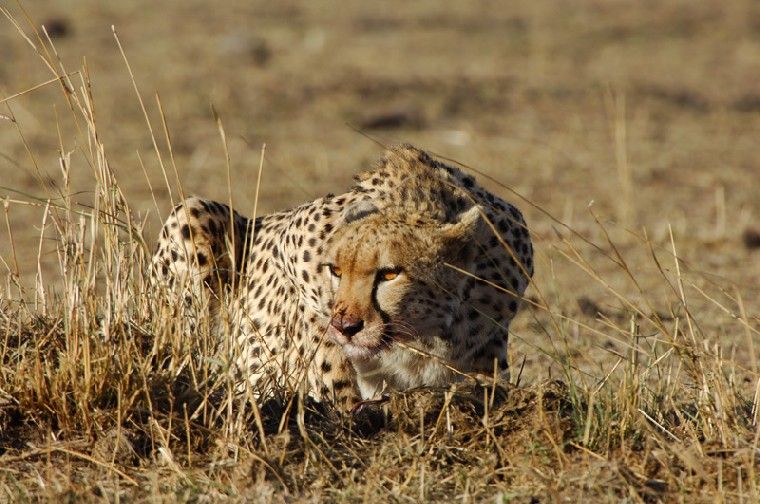 Леопард на охоте (11 Фото)