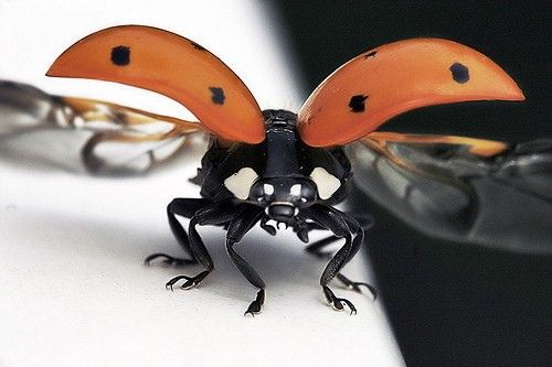 Гламурные насекомые (37 Фото)