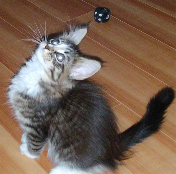 Супер порода котов Мэйн кун (24 Фото)