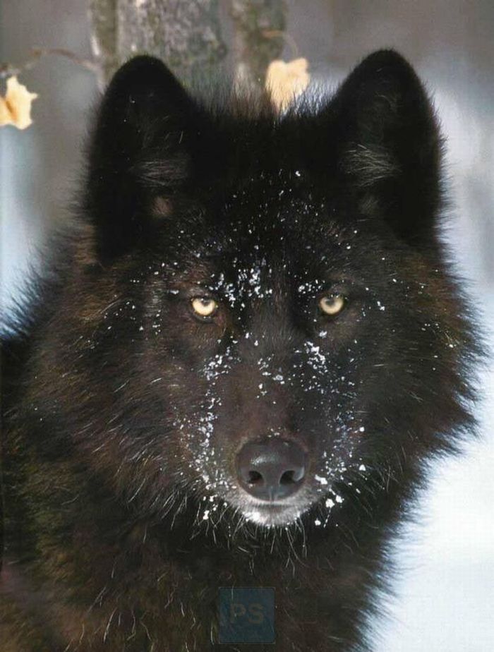 Волки (12 Фото)