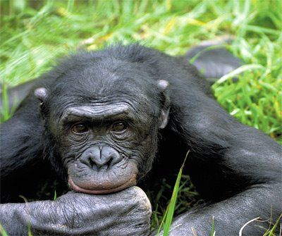 Говорящие обезьяны и сознание животных (6 Фото + текст)