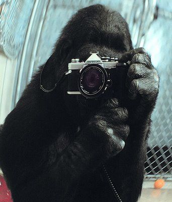 Говорящие обезьяны и сознание животных (6 Фото + текст)