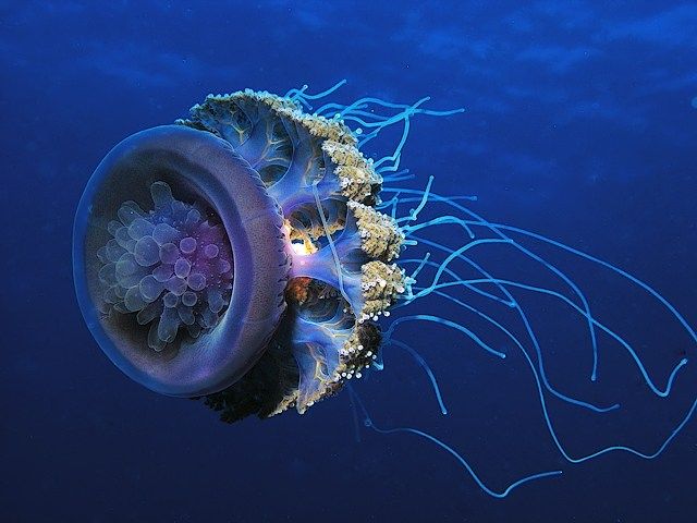 Гигантские медузы (7 Фото)
