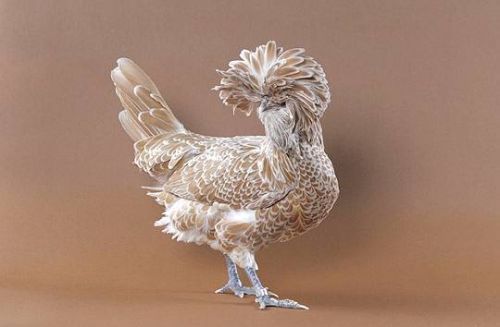 Необычные петухи и курицы (25 Фото)
