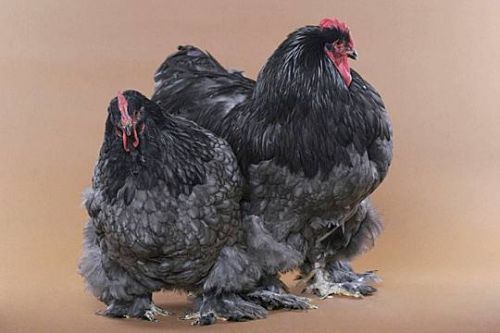 Необычные петухи и курицы (25 Фото)