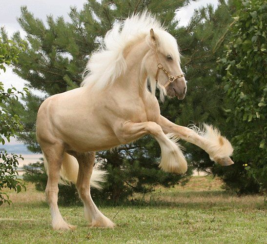 Необычные лошади (30 Фото)