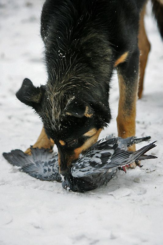 Жесть. Собака против голубя (7 Фото)