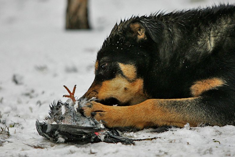 Жесть. Собака против голубя (7 Фото)