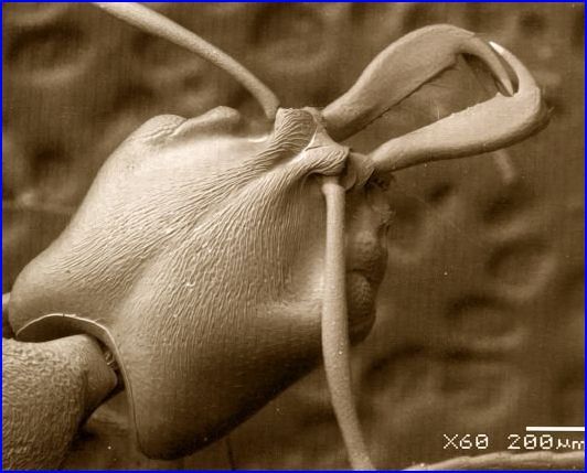 Макро-муравьи (4 Фото)