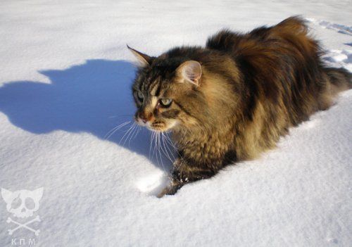 Коты и снег (22 Фото)