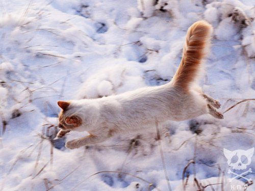 Коты и снег (22 Фото)
