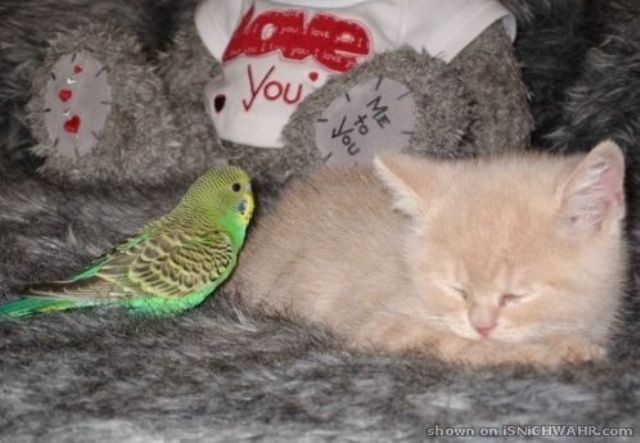 Кот и попугай. Битва насмерть (6 Фото)