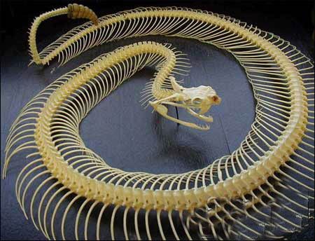 Скелеты змей (7 Фото)