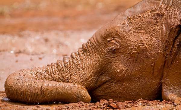 Прикольные фотографии слонов (17 Фото)