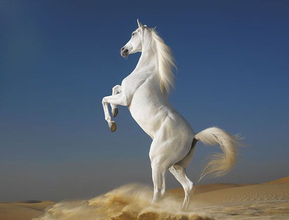 Суперские фотографии лошадей (29 Фото)