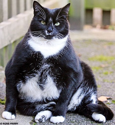 Толстый котик на диете (3 фото) » Триникси