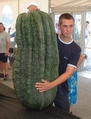Огромные овощи (11 Фото)