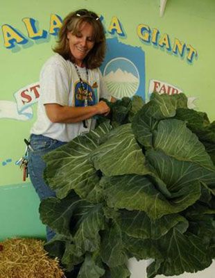 Огромные овощи (11 Фото)