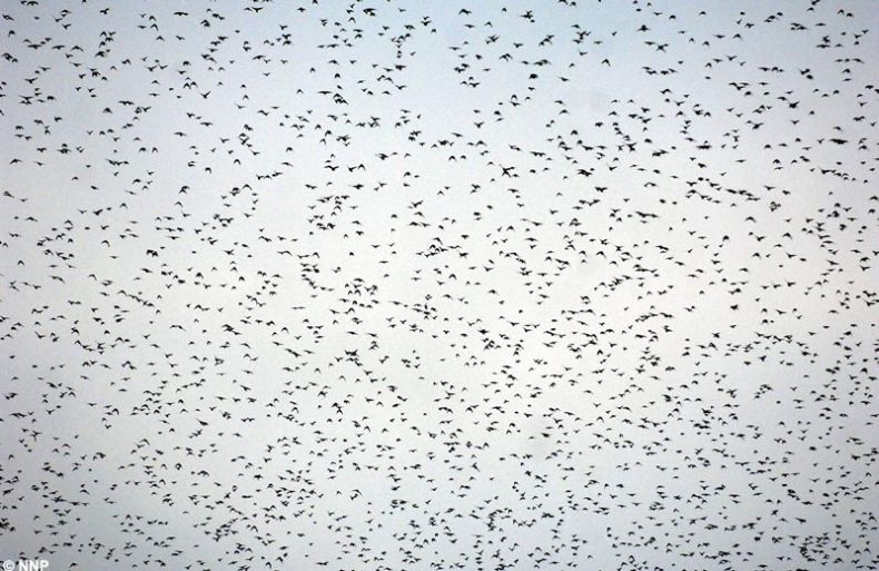 Небо из птиц (3 Фото)