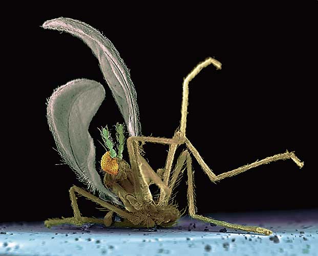 Макрофото убитых насекомых (5 Фото)