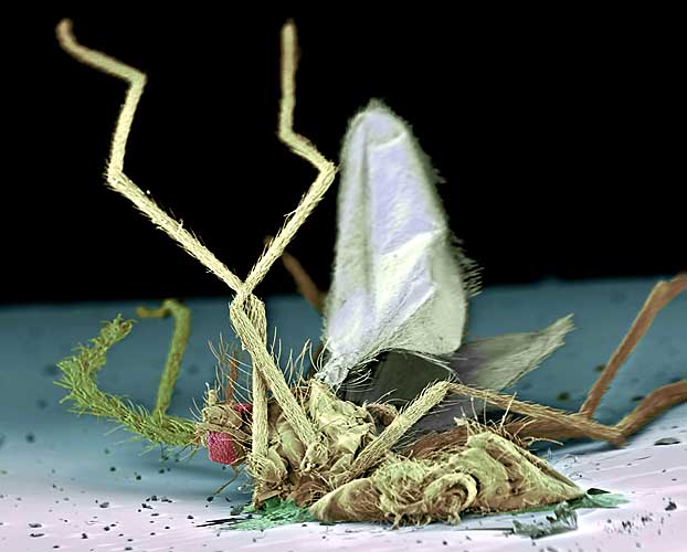 Макрофото убитых насекомых (5 Фото)