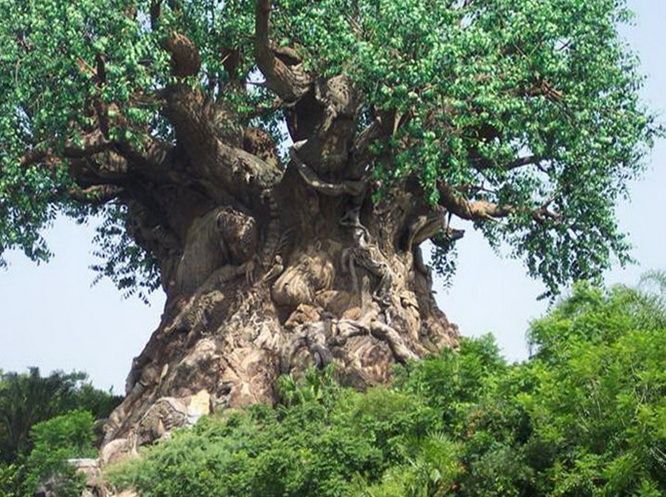 Удивительное дерево (10 Фото)