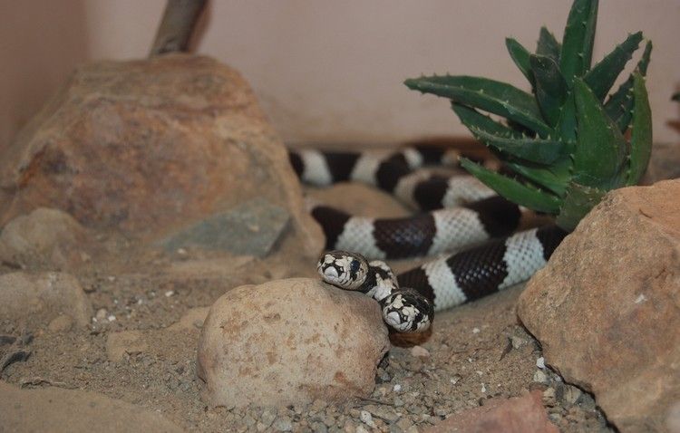 Двухголовая змея (7 Фото)