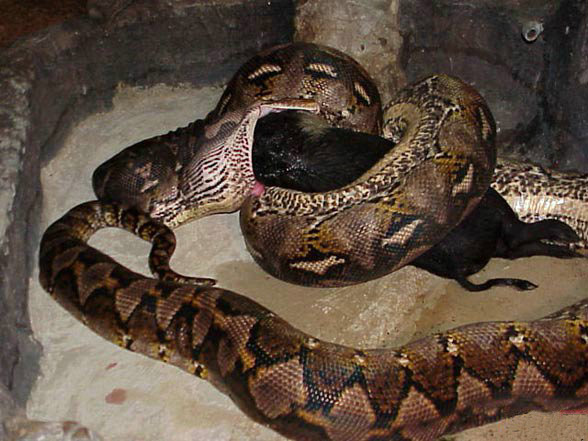Змея ест кабана (5 Фото)