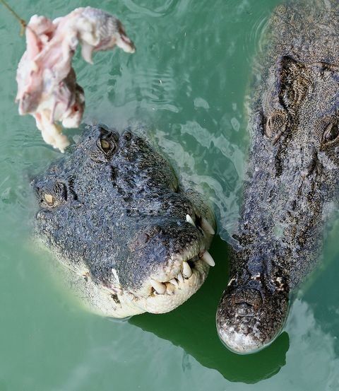 Крокодиловая ферма (27 Фото)