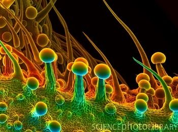 Как выглядит марихуана под микроскопом... (19 Фото)