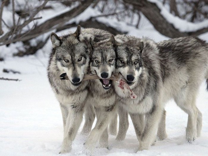 Волки (17 Фото)