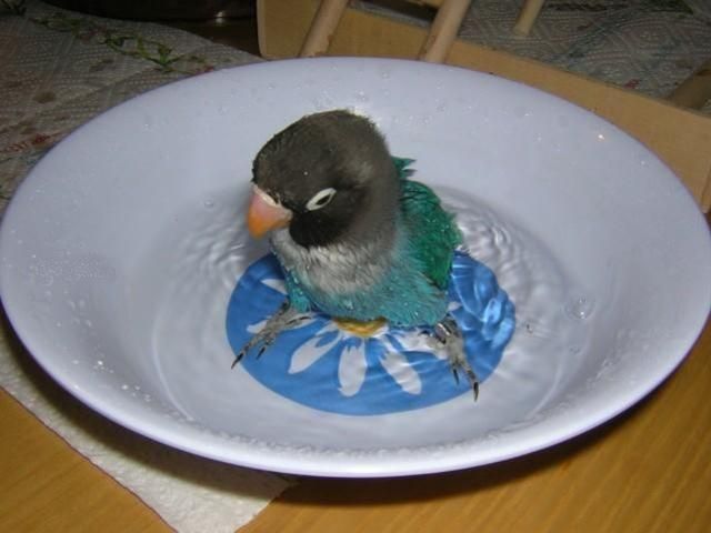 Кеша принимает ванну (3 Фото)