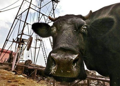 Пост про коров (45 Фото)