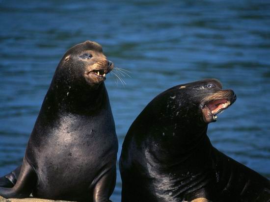 Морские тюлени (20 Фото)