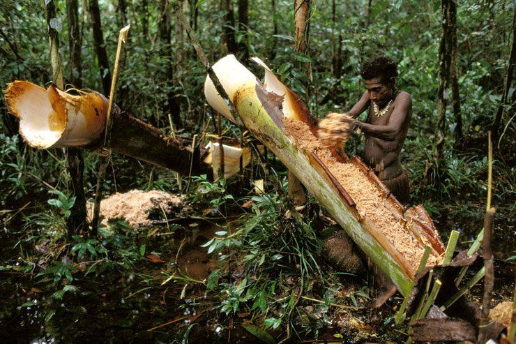 Дикое племя Korowai в Новой Гвинее (24 Фото)