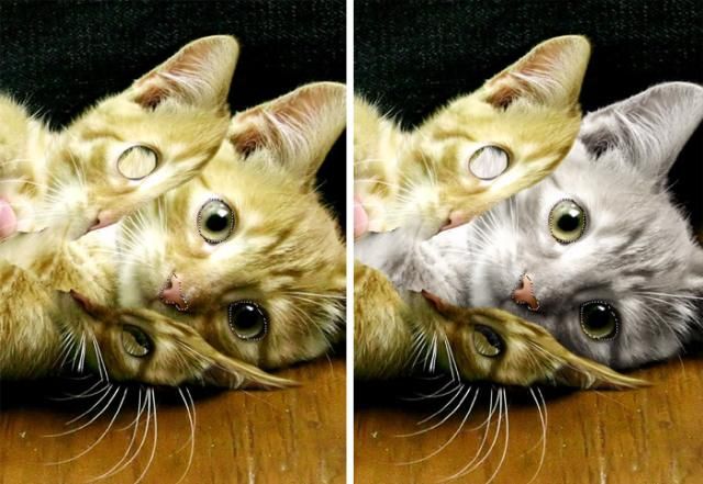 Пособие по фотошоу. Как сделать чехол для кота (10 Фото)