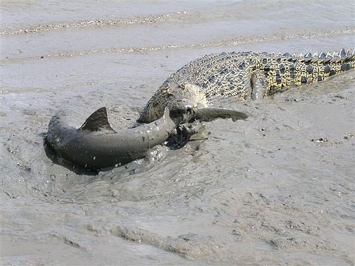 Крокодил против акулы (2 Фото)